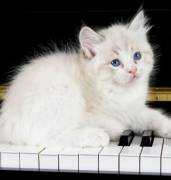 Ragdoll cuccioli con pedigree