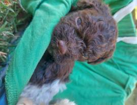 cuccioli di lagotto