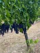 Vendita uva da vino di alta qualità