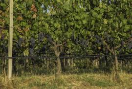 Vendita uva da vino di alta qualità