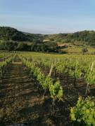 Vendita uva da vino di alta qualità