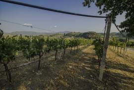 Vendita uva da vino di alta qualità