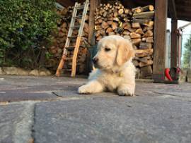 vendesi cuccioli di golden retreiver
