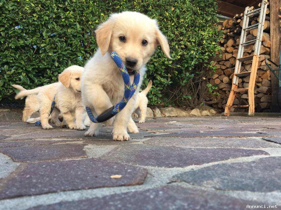 vendesi cuccioli di golden retreiver