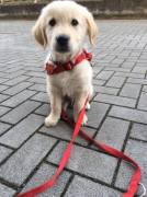 vendesi cuccioli di golden retreiver