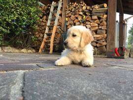 vendesi cuccioli di golden retreiver
