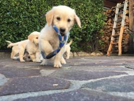 vendesi cuccioli di golden retreiver