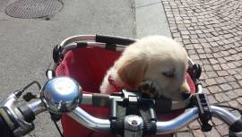 vendesi cuccioli di golden retreiver