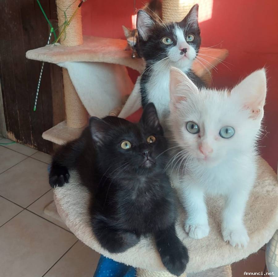 4 micini dolcissimi aspettano casa