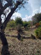TERRENO AGRICOLO EDIFICABILE CIRCA MQ 8000