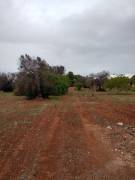 TERRENO AGRICOLO EDIFICABILE CIRCA MQ 8000