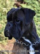 BOXER CUCCIOLI VENDO A BRESCIA