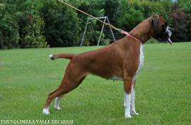 BOXER CUCCIOLI VENDO A BRESCIA
