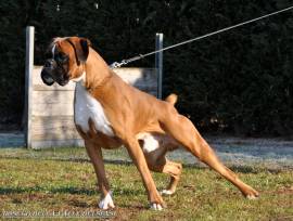 BOXER CUCCIOLI VENDO A BRESCIA