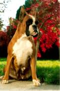 BOXER CUCCIOLI VENDO A MILANO
