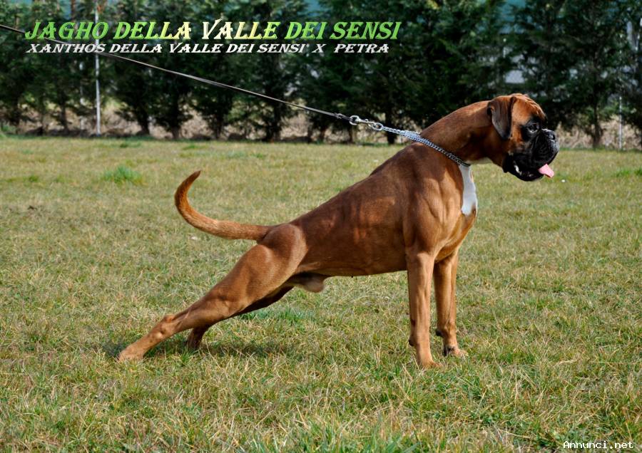 BOXER CUCCIOLI VENDO A MILANO