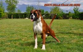 BOXER CUCCIOLI VENDO A MILANO