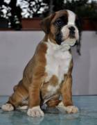 BOXER CUCCIOLI VENDO A VERONA