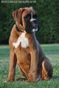 BOXER CUCCIOLI VENDO A VERONA