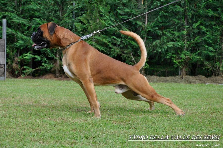 BOXER CUCCIOLI VENDO A FIRENZE