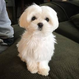 Cuccioli maltesi 12 settimane