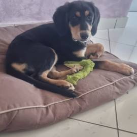 Tiara cucciola di 4 mesi