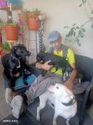 cerco dog sitter a milano