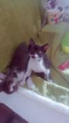 gatti