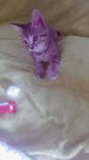 gatti