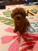 Cuccioli Barboncino Toy Cuccioli Barboncino Toy