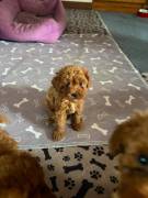 Cuccioli Barboncino Toy Cuccioli Barboncino Toy