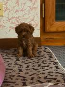 Cuccioli Barboncino Toy Cuccioli Barboncino Toy