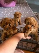 Cuccioli Barboncino Toy