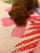 Cuccioli Barboncino Toy Cuccioli Barboncino Toy