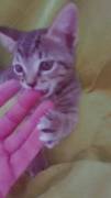 gatti
