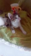 gatti