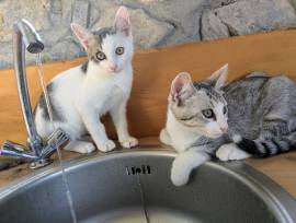 Quattro gattini stupendi cercano casa Quattro gattini stupendi cercano casa