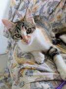 Quattro gattini stupendi cercano casa Quattro gattini stupendi cercano casa