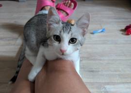 Quattro gattini stupendi cercano casa Quattro gattini stupendi cercano casa