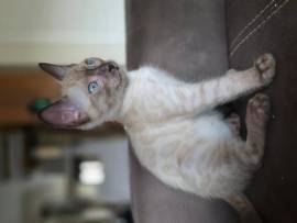 cucciolo gatto bengala cucciolo gatto bengala