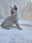 cucciolo gatto bengala
