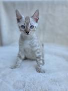 cucciolo gatto bengala cucciolo gatto bengala