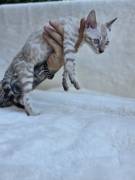 cucciolo gatto bengala cucciolo gatto bengala