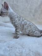 cucciolo gatto bengala cucciolo gatto bengala