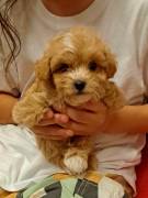 CUCCIOLI MALTIPOO A TORINO CUCCIOLI MALTIPOO A TORINO