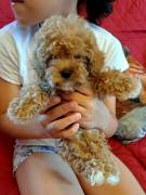 CUCCIOLI MALTIPOO A TORINO CUCCIOLI MALTIPOO A TORINO