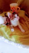 gatti