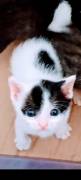 gatti