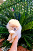 Spitz nano tedesco volpino Pomerania toy 