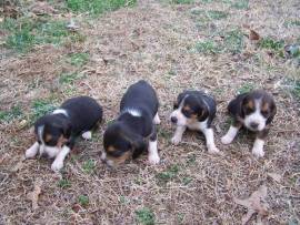 Cuccioli Beagle tricolore